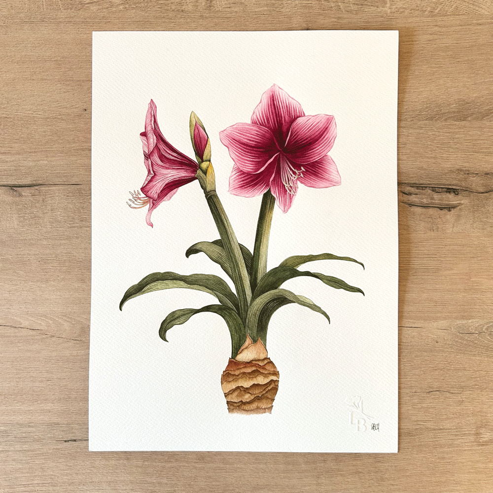 Striated Burgundy Pygmy Amaryllis Pair - Two Unframed Original Paintings
