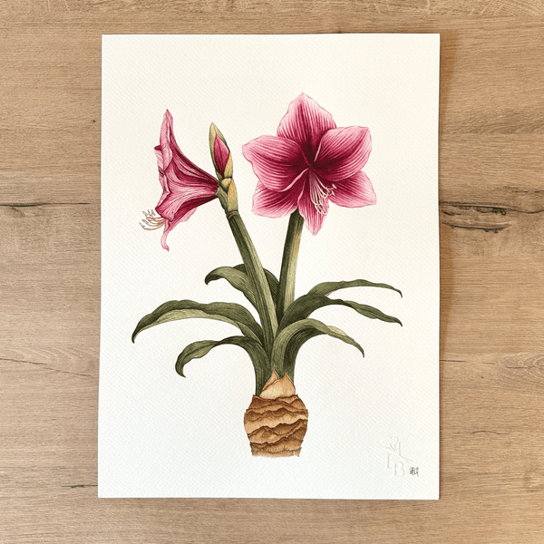 Pygmy Amaryllis Pair