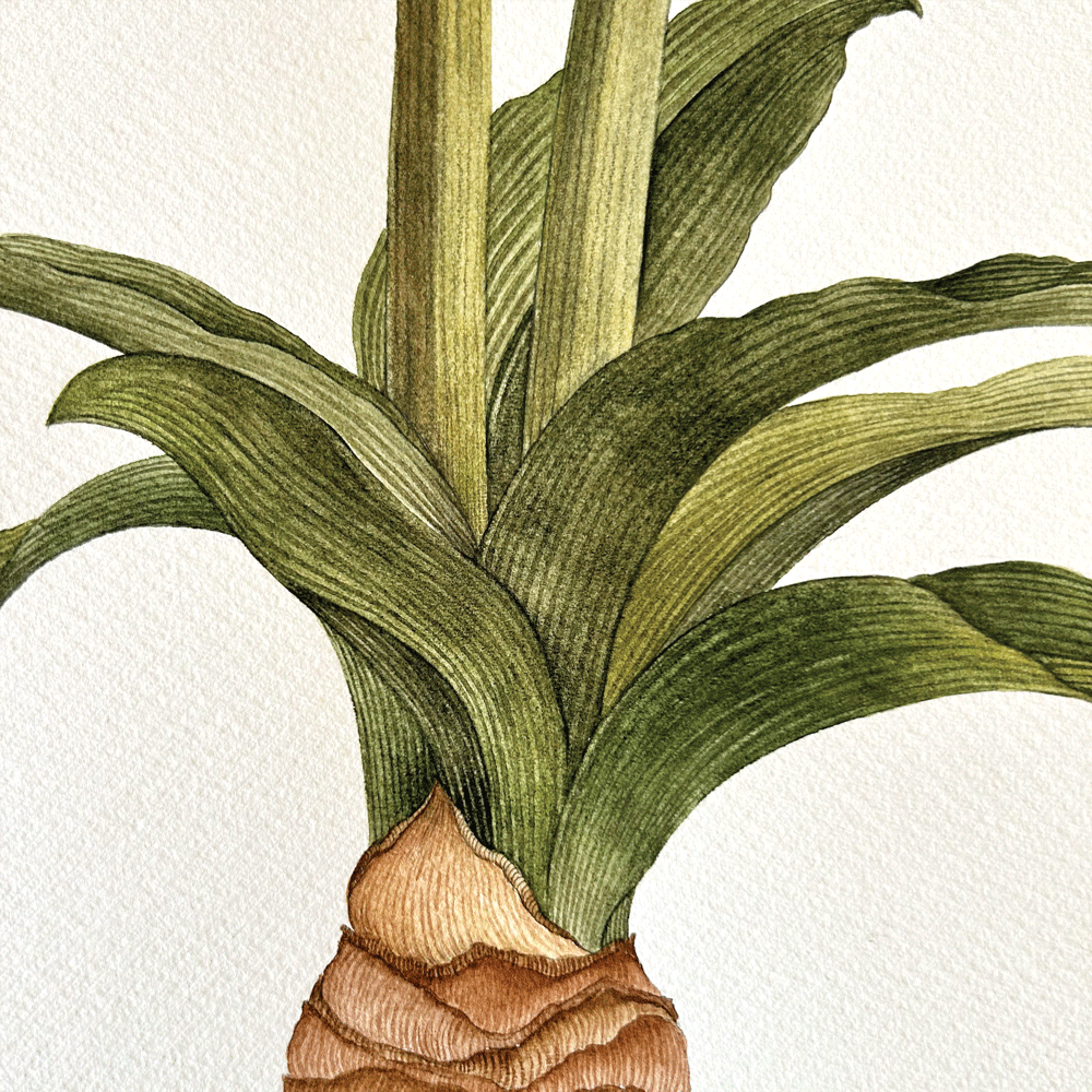 Striated Burgundy Pygmy Amaryllis Pair - Two Unframed Original Paintings