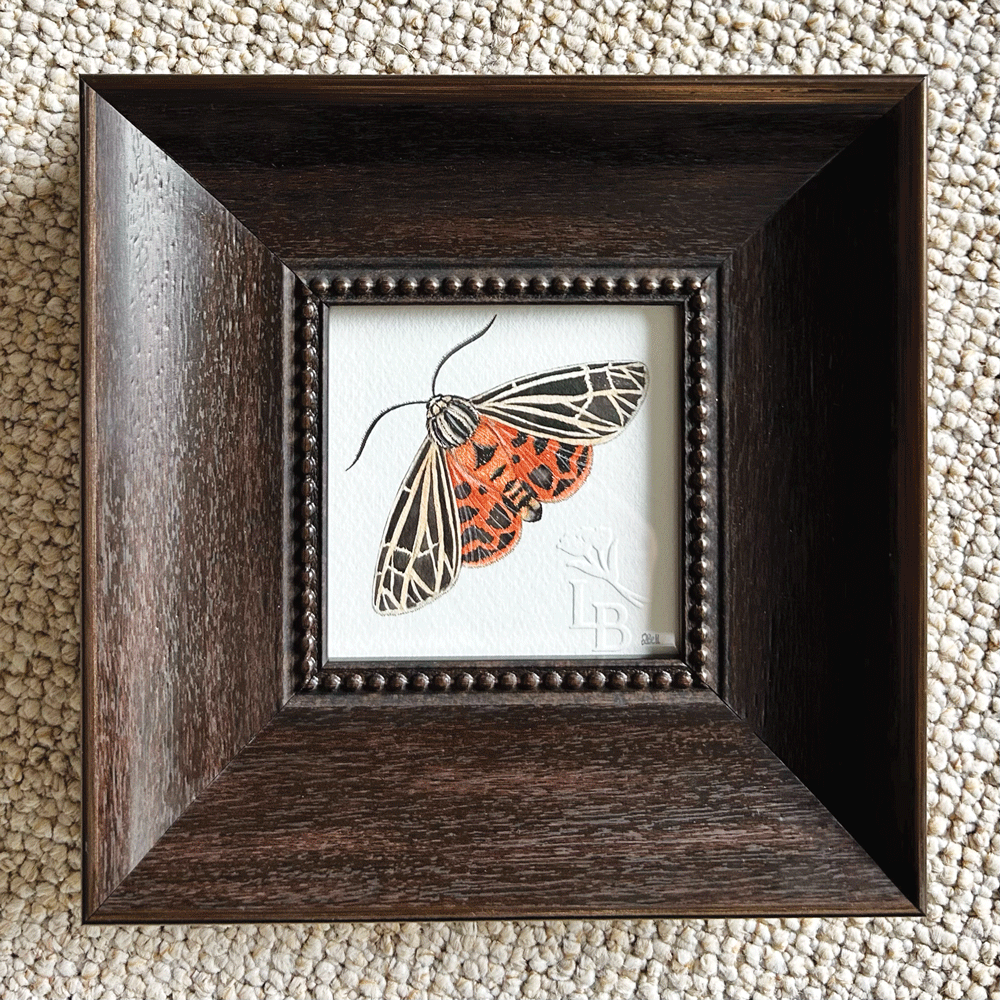 Virgin Tiger Moth  - Framed Original Painting