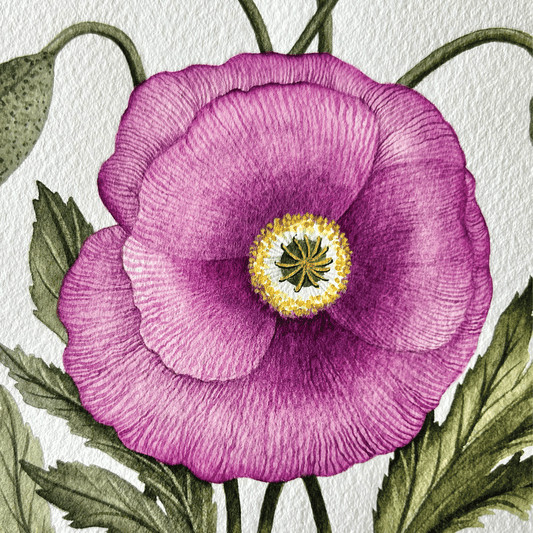 'Imperial Pink' Poppies - Unframed Original Painting