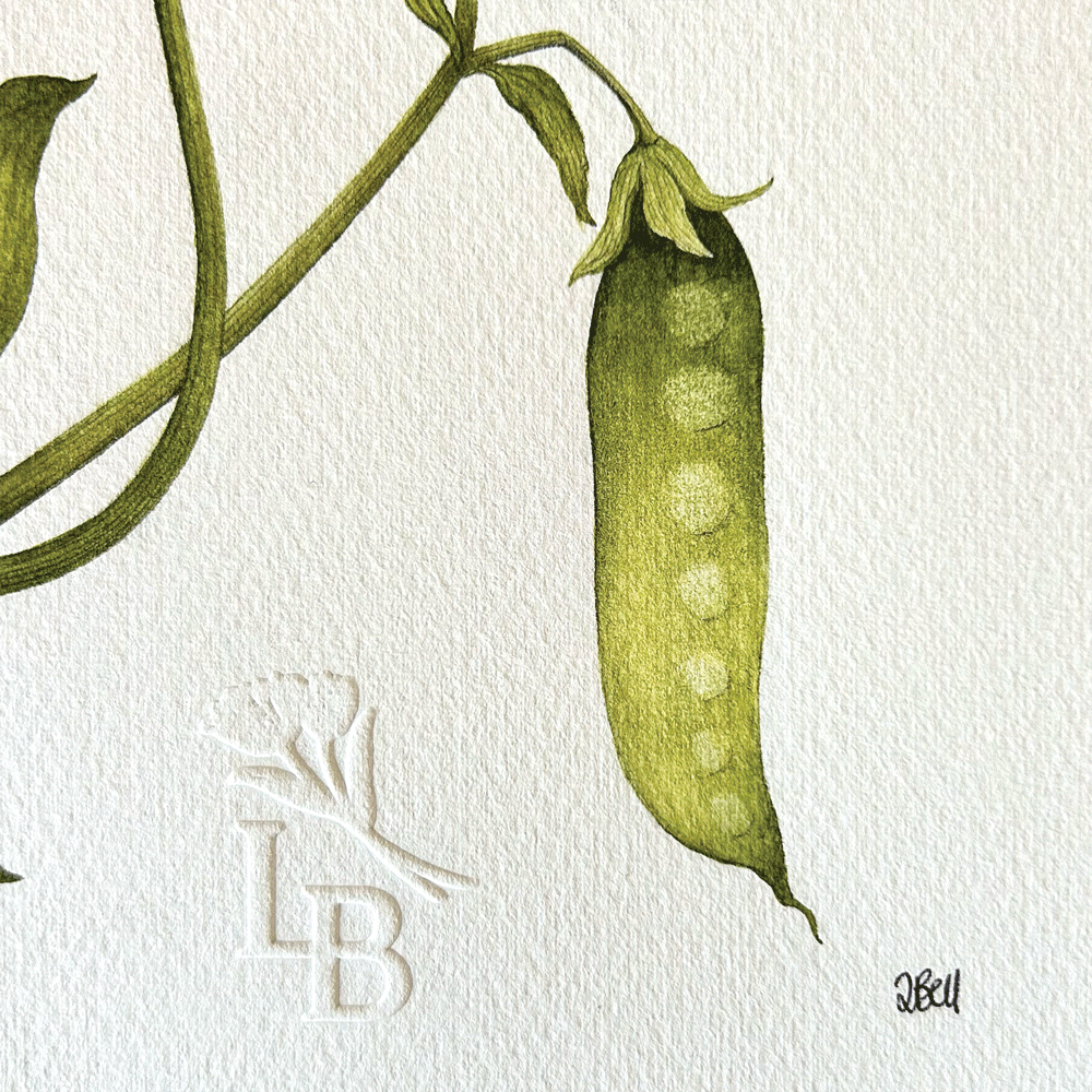 Sweet Pea "Lavender Elegance" - Unframed Original Painting