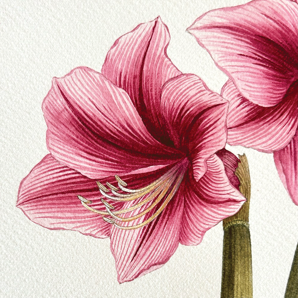 Striated Burgundy Pygmy Amaryllis Pair - Two Unframed Original Paintings