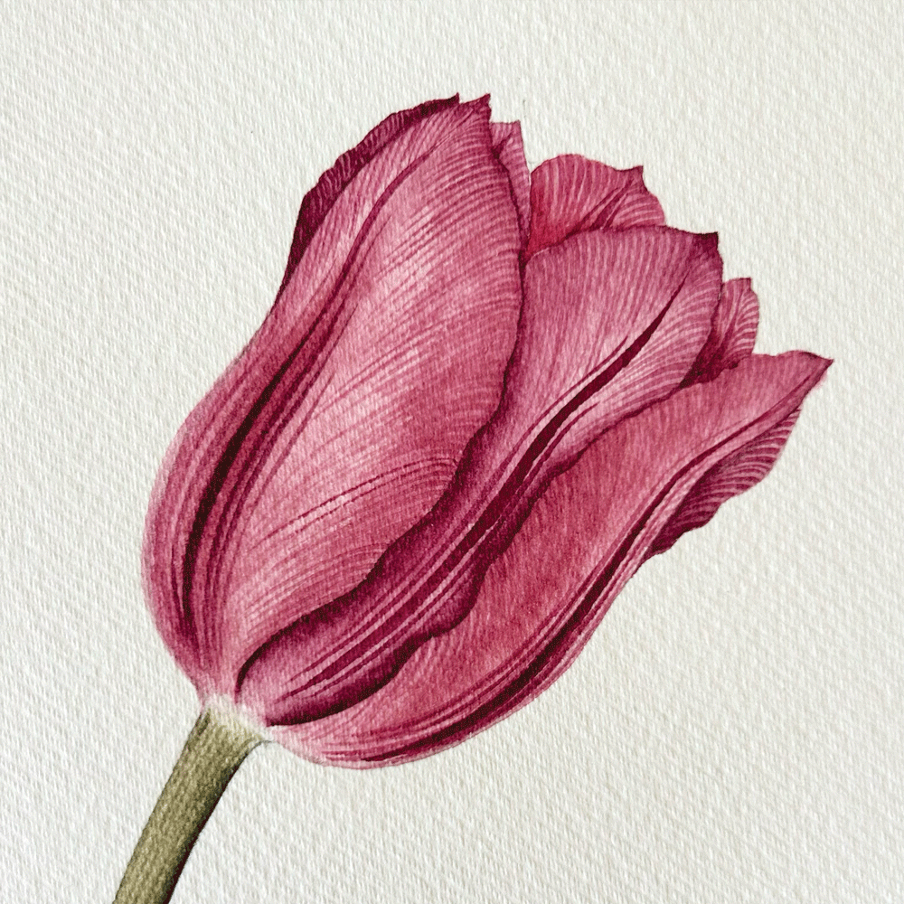 Striated Burgundy Tulip with yellow butterfly- Unframed Original Painting