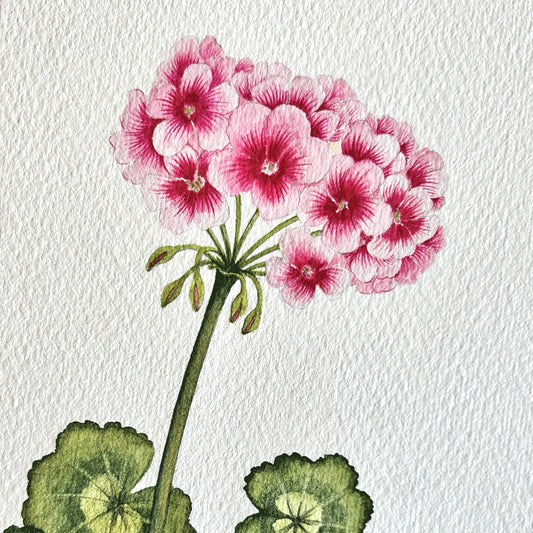"Allure Light Pink" Geranium - Unframed Original Painting