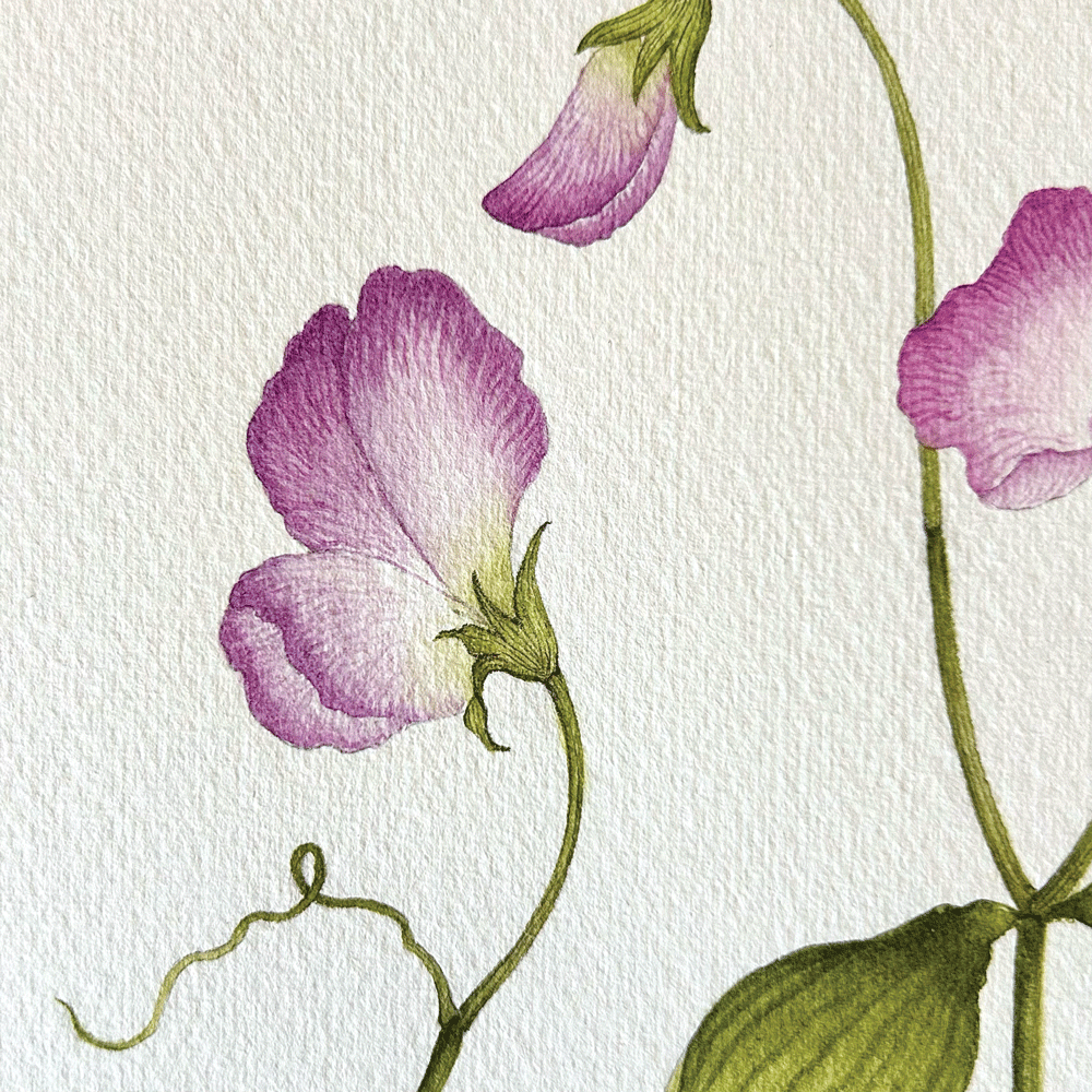 Sweet Pea "Lavender Elegance" - Unframed Original Painting