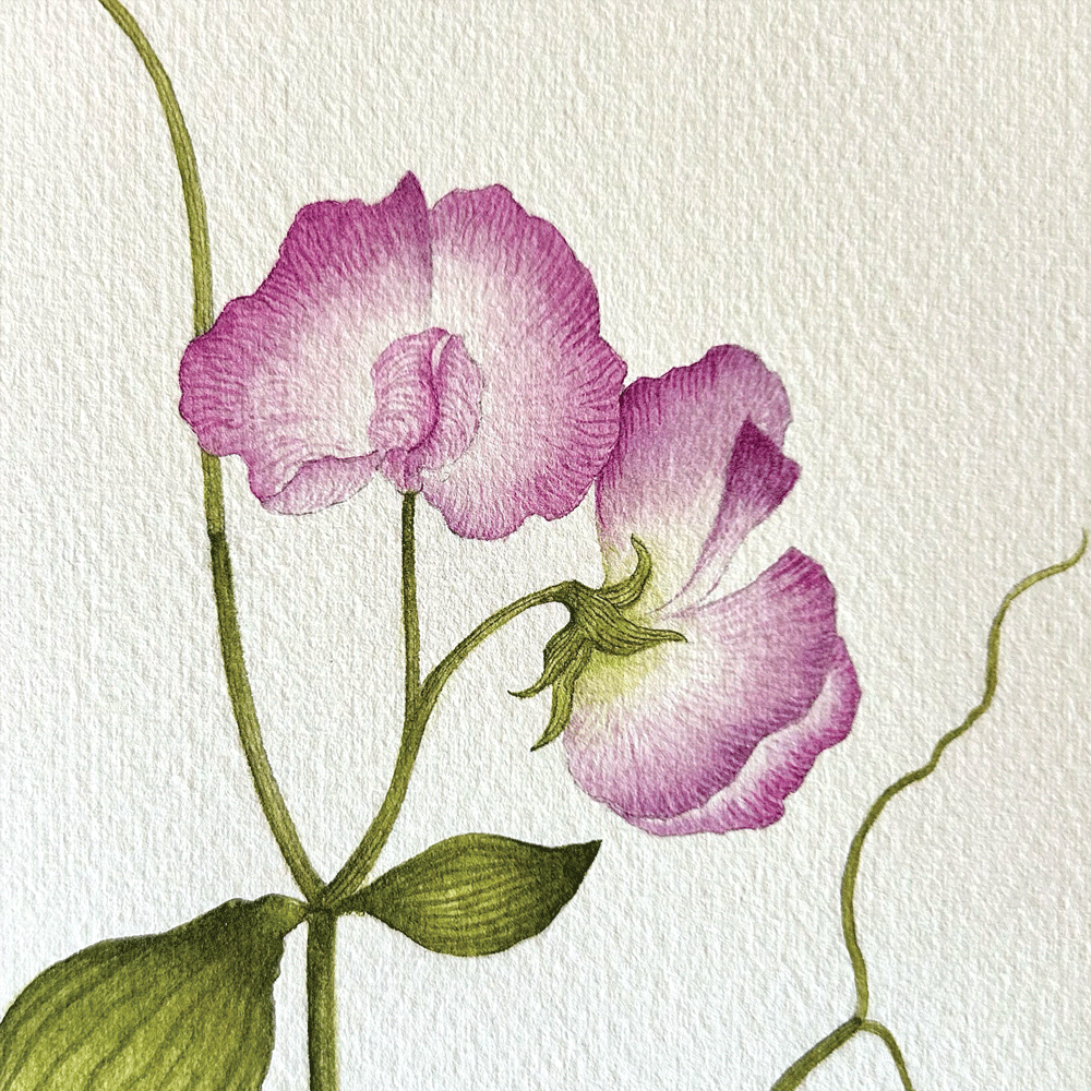 Sweet Pea "Lavender Elegance" - Unframed Original Painting