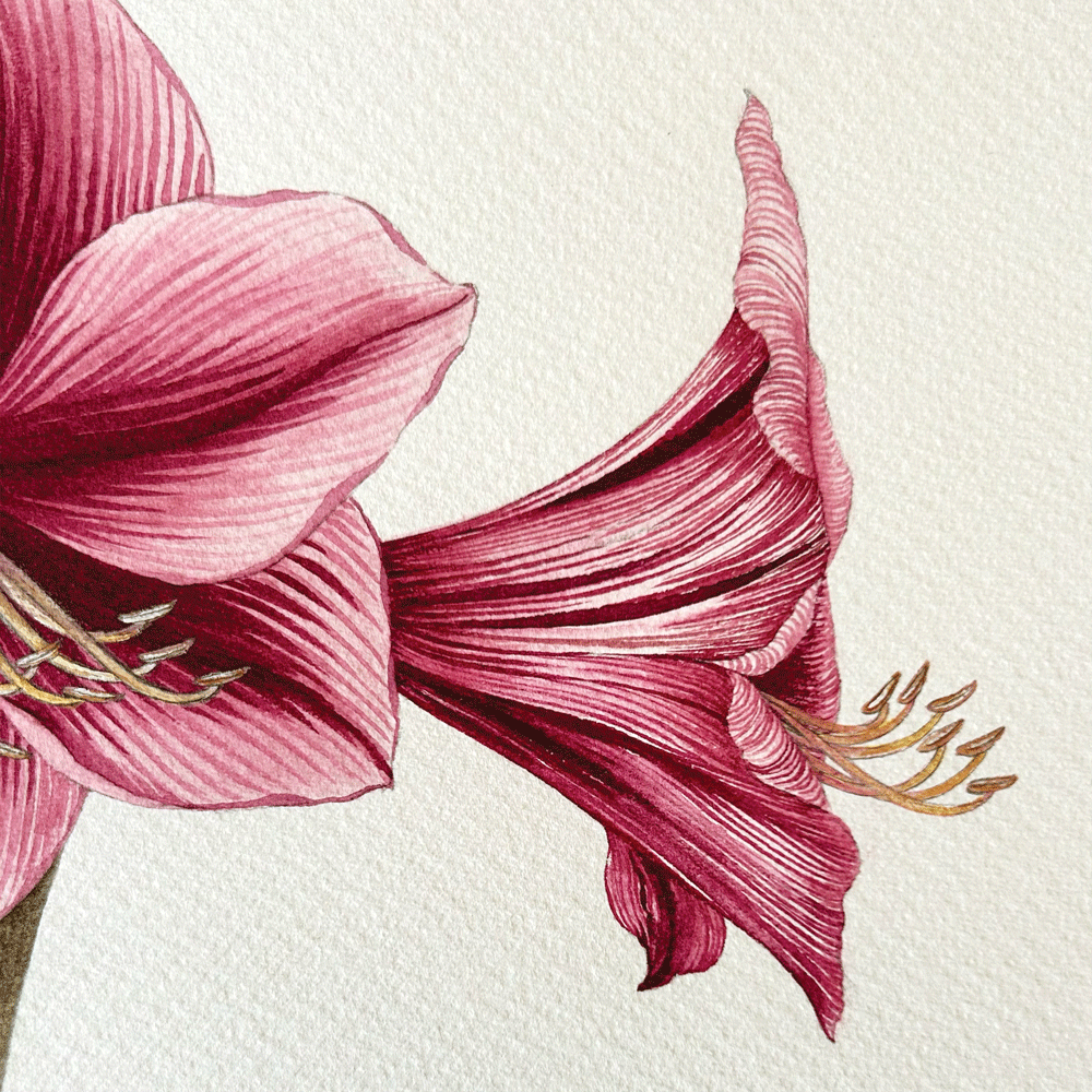Striated Burgundy Pygmy Amaryllis Pair - Two Unframed Original Paintings