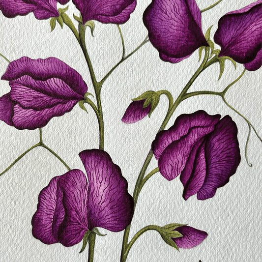 'Black Knight" Poppies - Unframed Original Painting