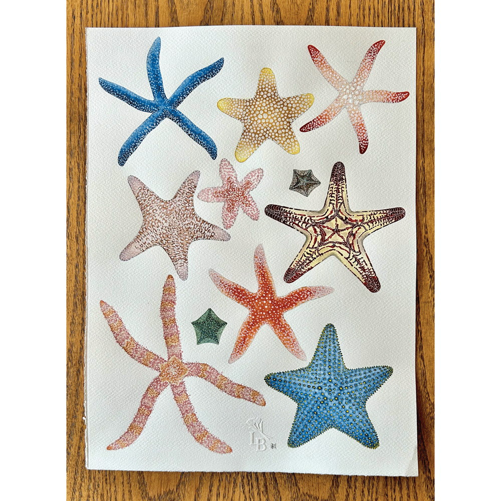 Starfish of the South African Coastline - Unframed Original Painting
