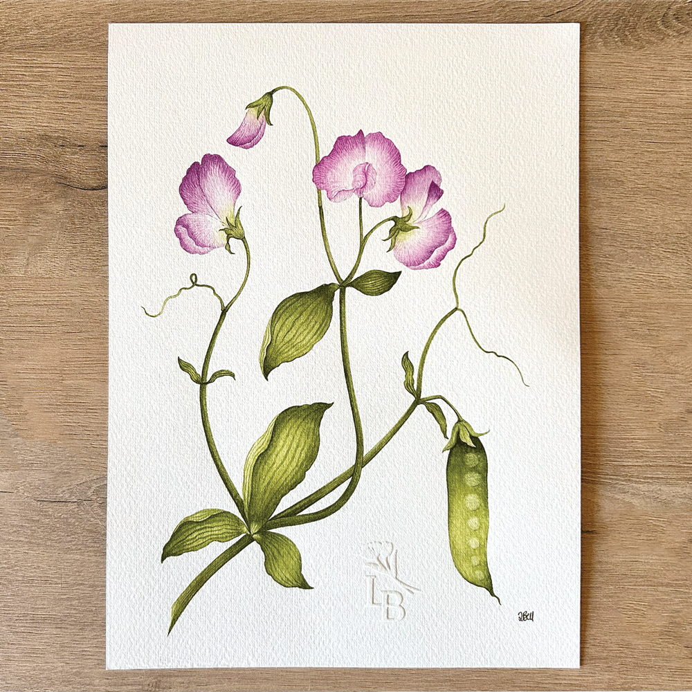 Sweet Pea "Lavender Elegance" - Unframed Original Painting