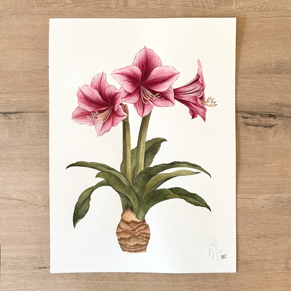 Striated Burgundy Pygmy Amaryllis Pair - Two Unframed Original Paintings