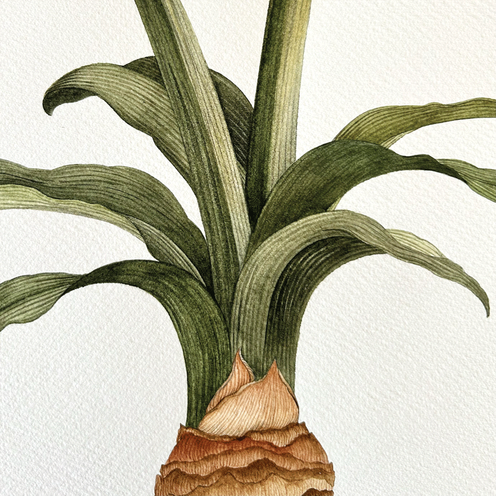 Striated Burgundy Pygmy Amaryllis Pair - Two Unframed Original Paintings