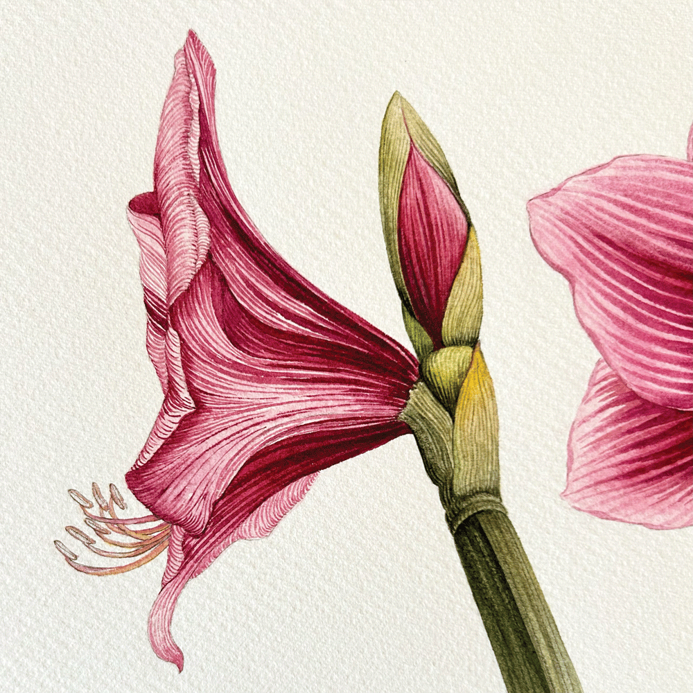 Striated Burgundy Pygmy Amaryllis Pair - Two Unframed Original Paintings