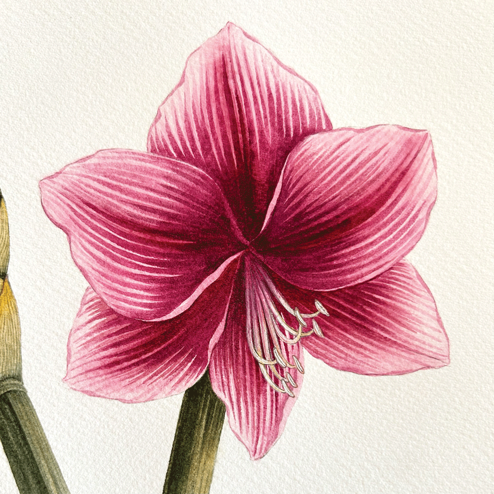 Striated Burgundy Pygmy Amaryllis Pair - Two Unframed Original Paintings