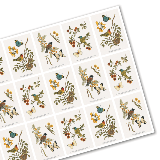 Wrapping Paper - Kruger Nature Studies