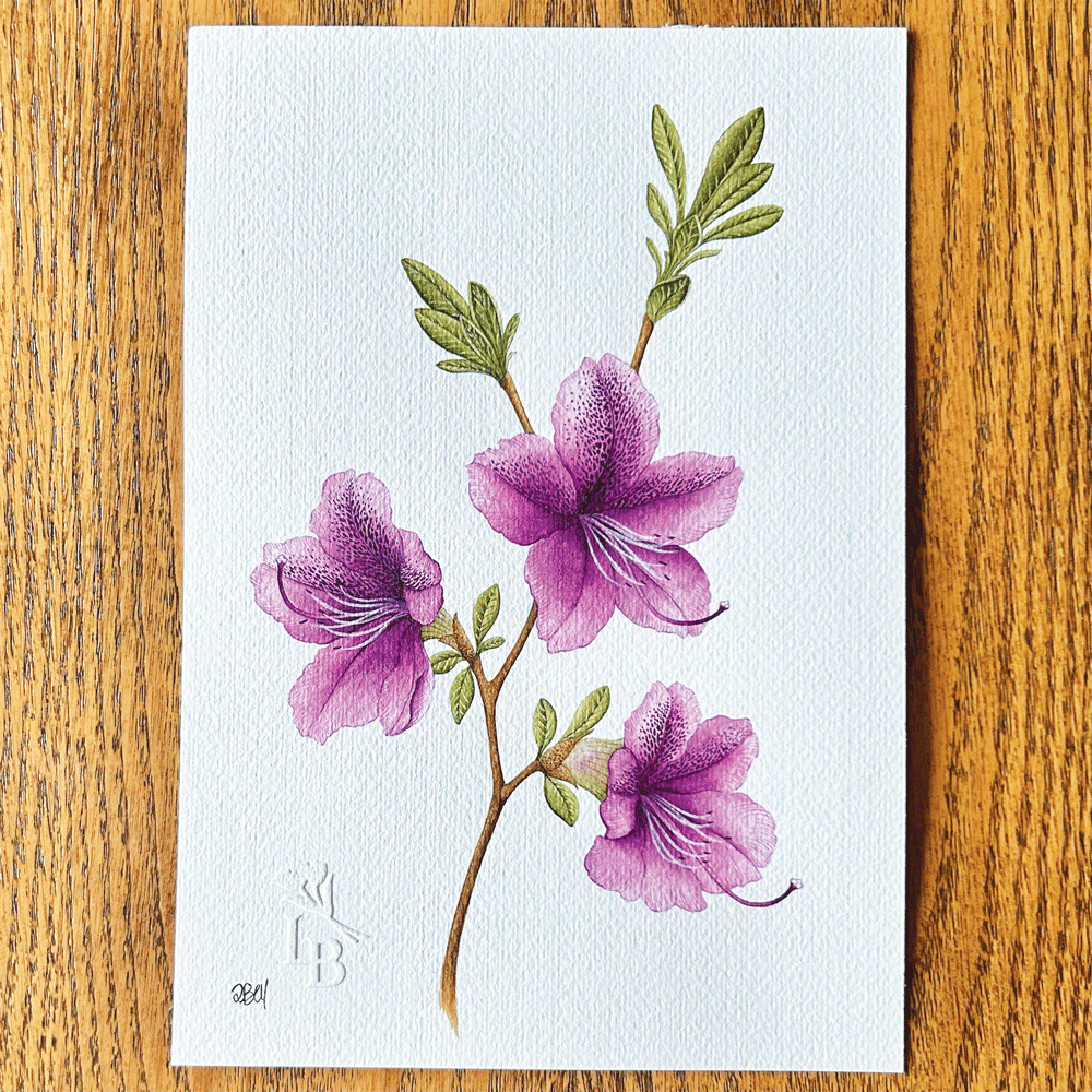 Azalea japonica "Autumn Lilac"  - Unframed Original Painting