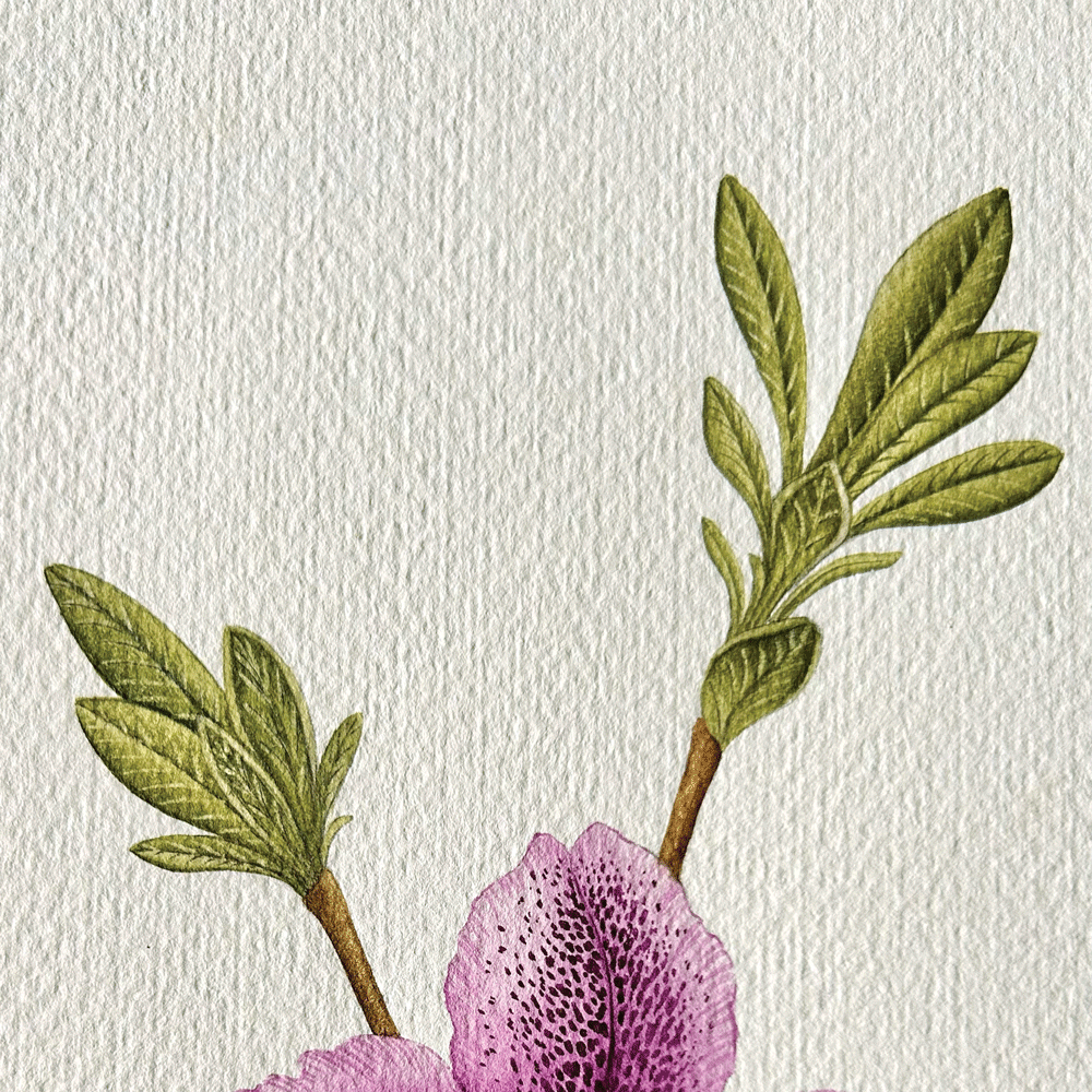 Azalea japonica "Autumn Lilac"  - Unframed Original Painting