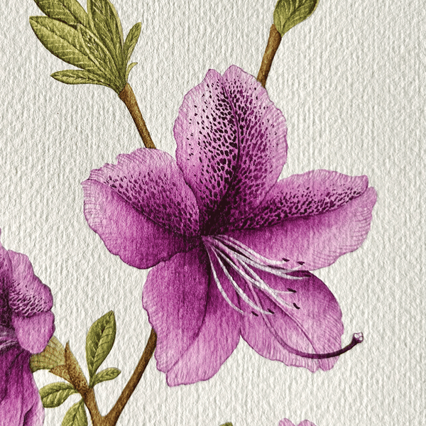 Azalea Japonica 'Autumn Lilac'
