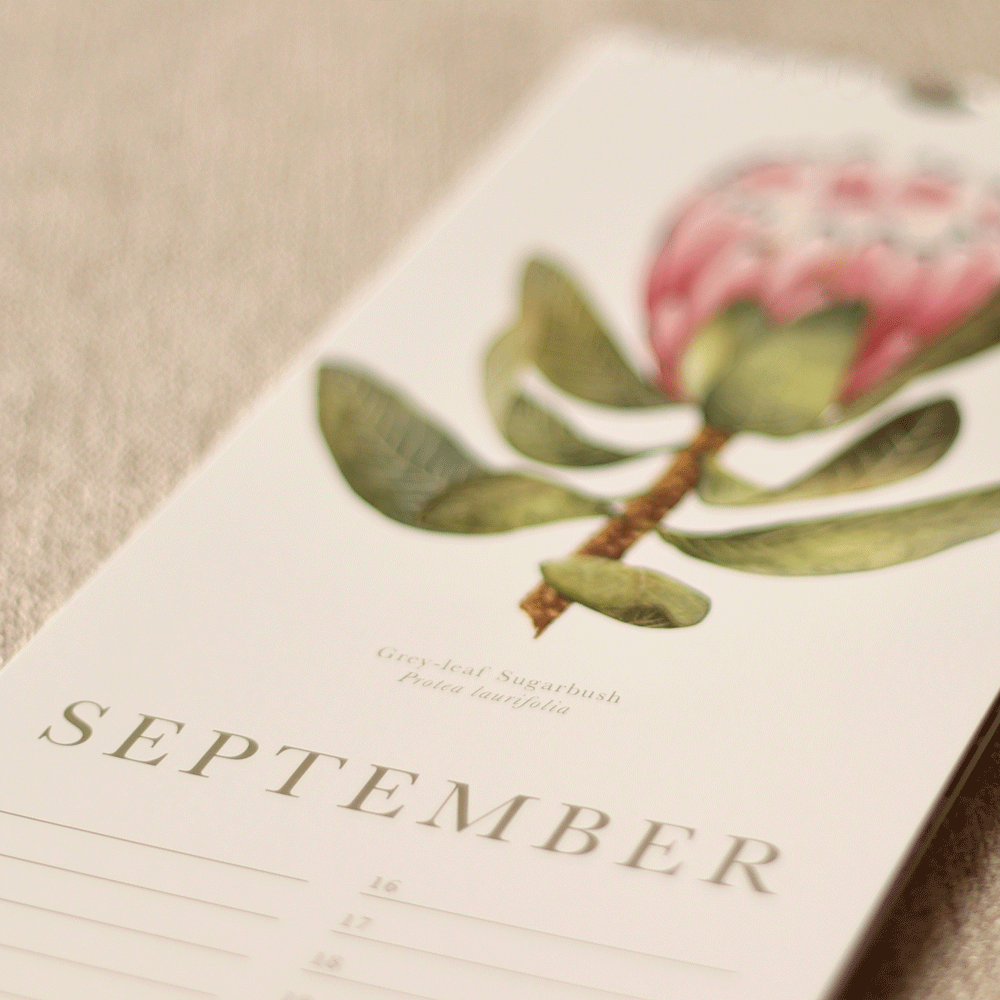 South African Proteas Birthday Calendar