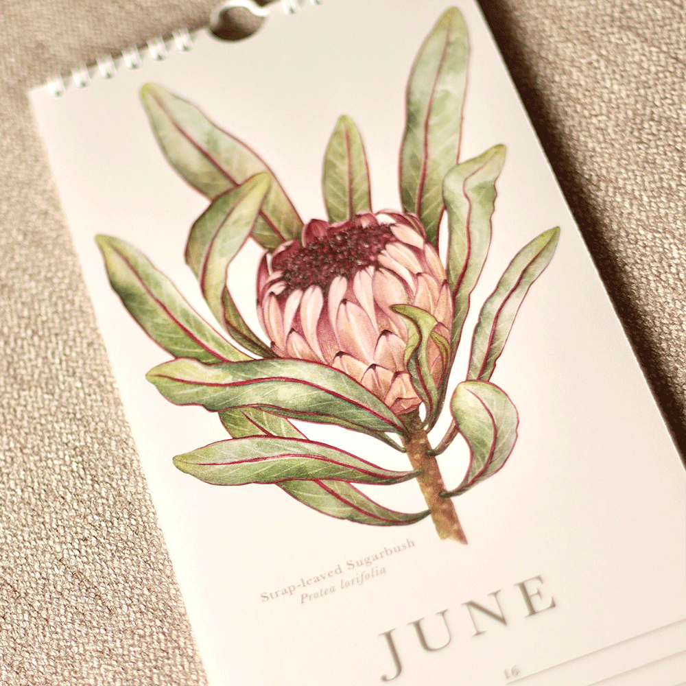 South African Proteas Birthday Calendar