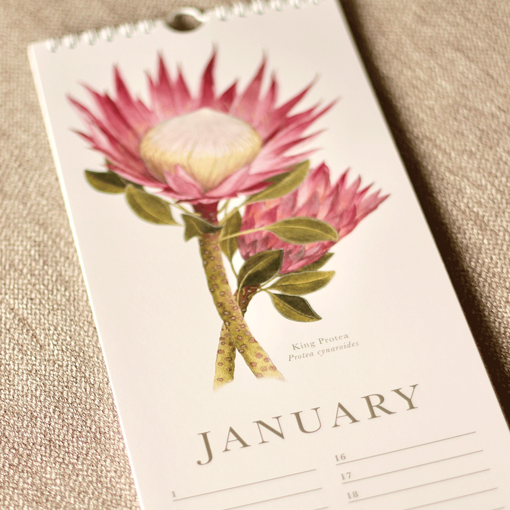 South African Proteas Birthday Calendar