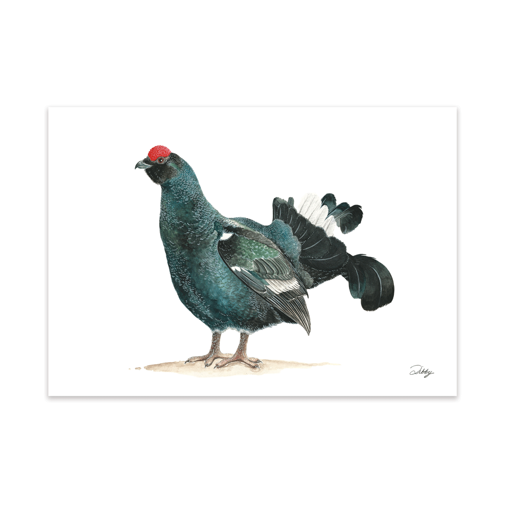 Black Grouse Print