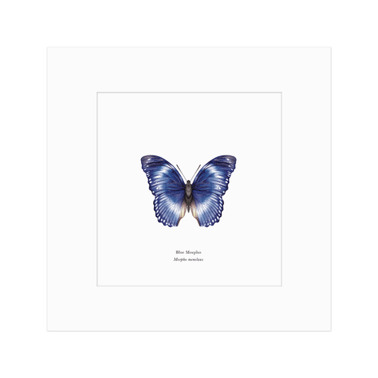 Blue Morpho Butterfly Print