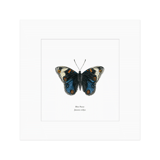 Blue Pansy Butterfly Print