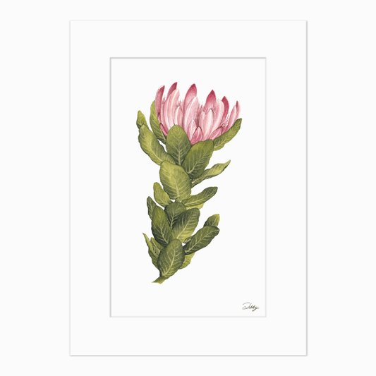 Protea Compacta (Bot-River) Print