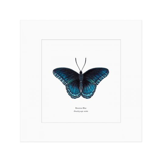 Brenton Blue Butterfly Print