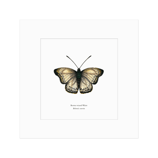 Brown-veined White Butterfly Print