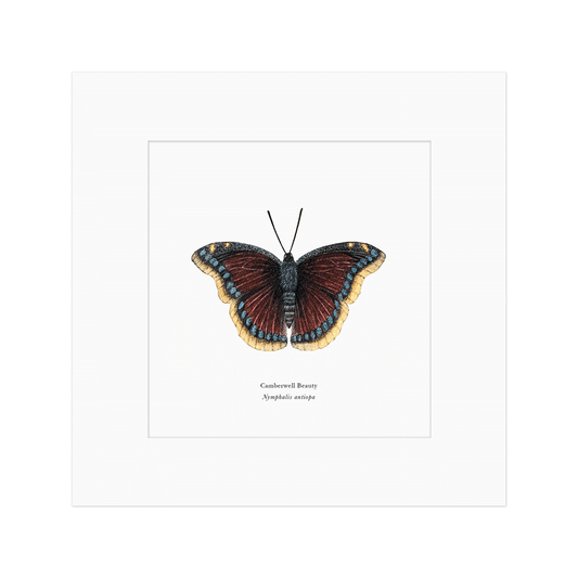 Camberwell Beauty Butterfly Print