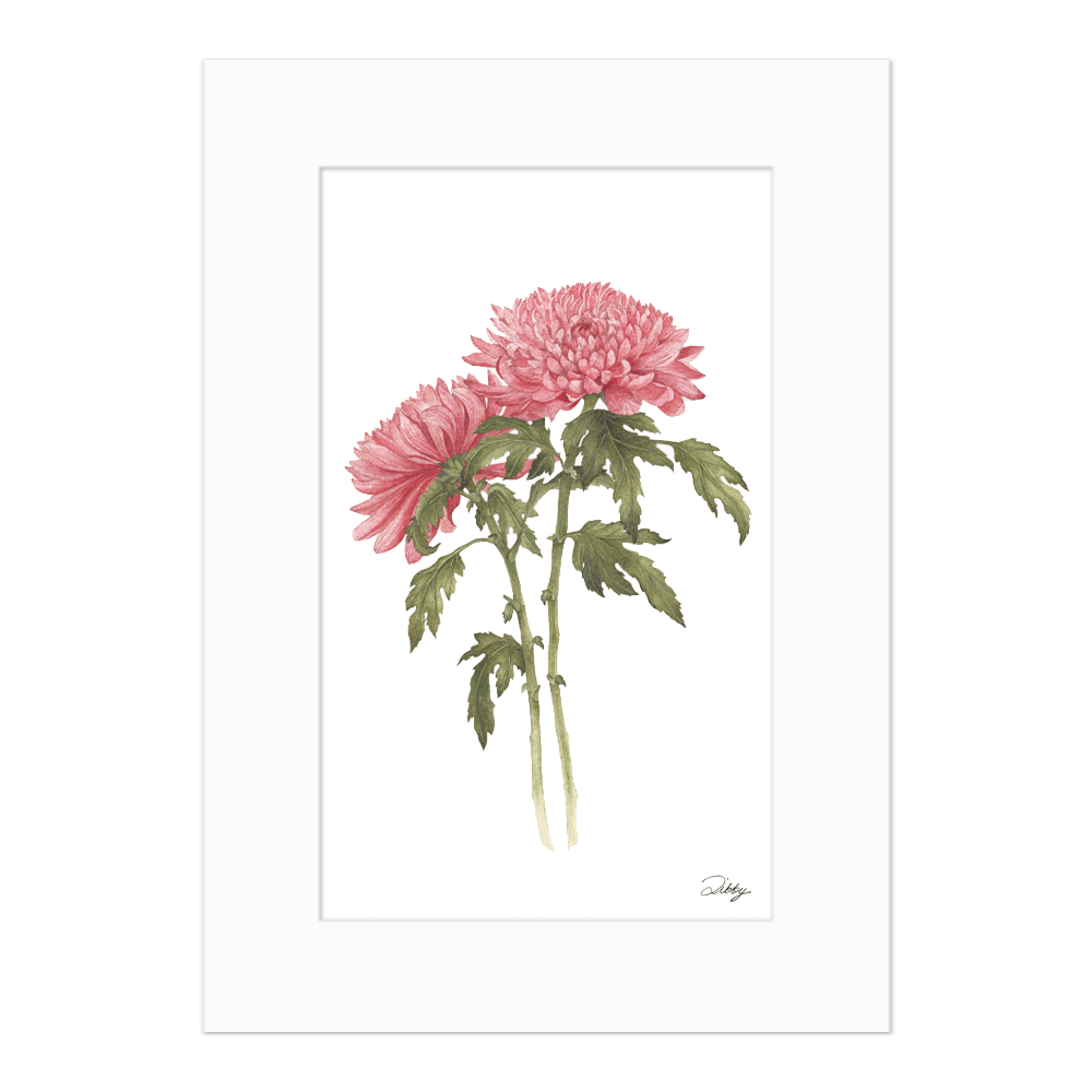 November - Chrysanthemum Print