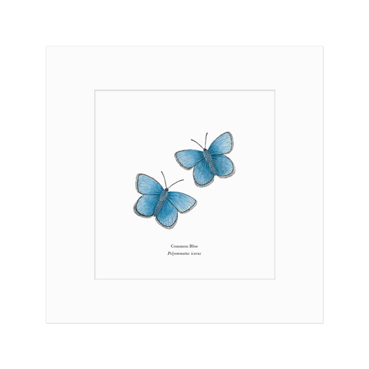 Common Blue Butterfly Print