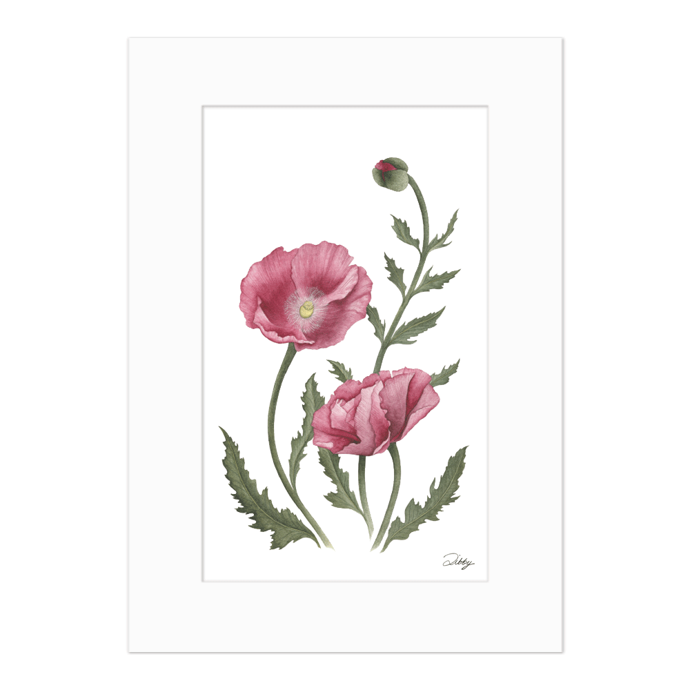 Dark Pink Poppies