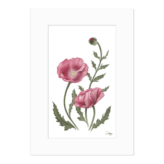 Dark Pink Poppies
