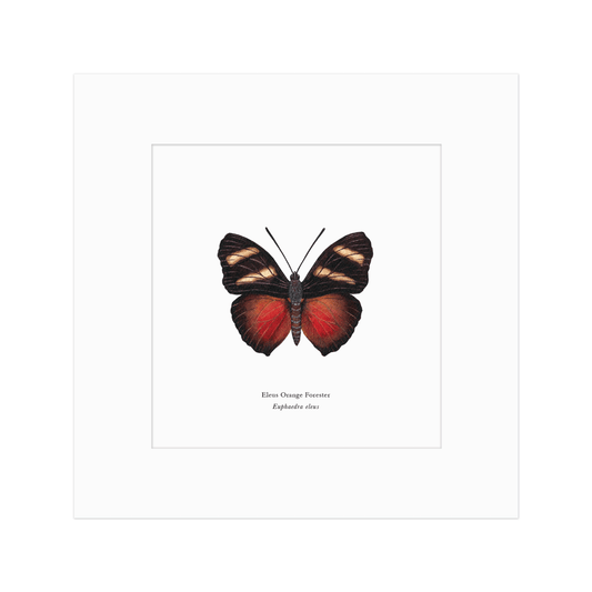 Eleus Orange Forester Butterfly Print