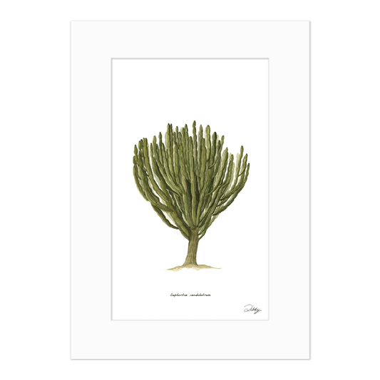 Euphorbia Candelabrum Print