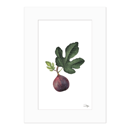 Fig Study Print