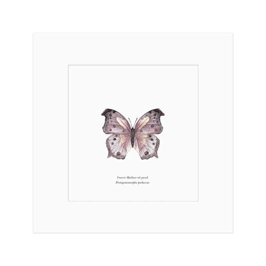 Forest Mother-of-Pearl Butterfly Print