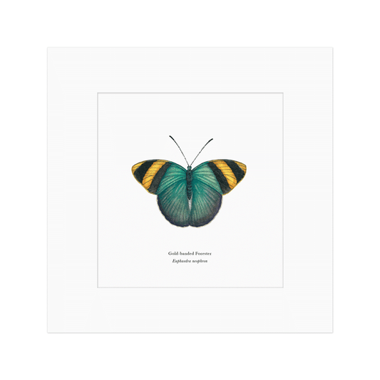 Gold-banded Forester Butterfly Print