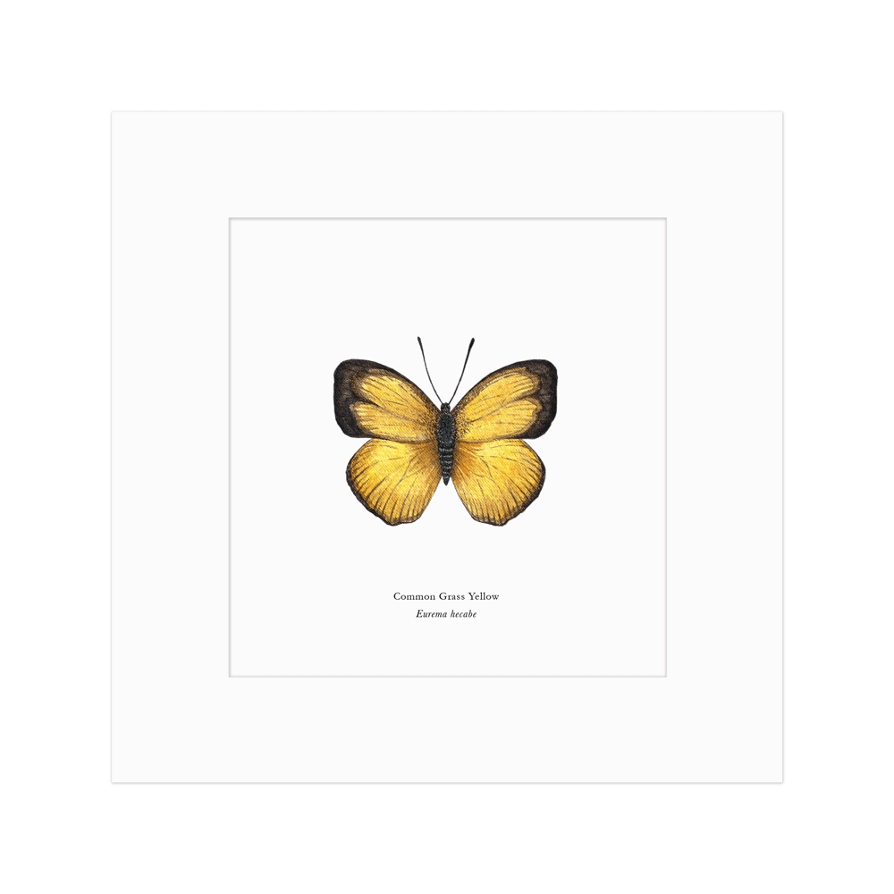 Common Grass Yellow Butterfly Print