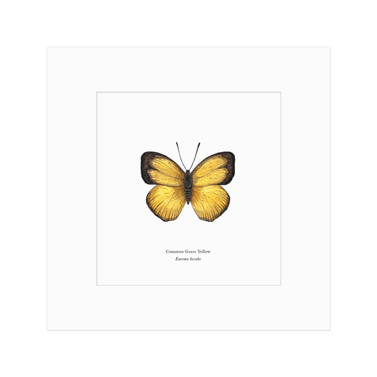Common Grass Yellow Butterfly Print