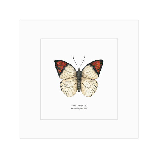 Great Orange-tip Butterfly Print