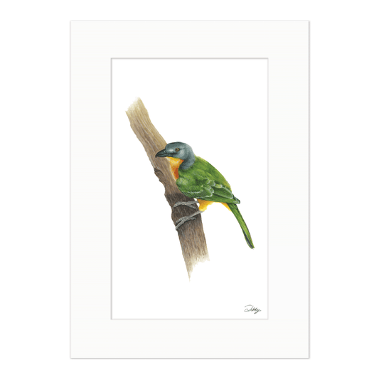 Grey-Headed Bush Shrike Print