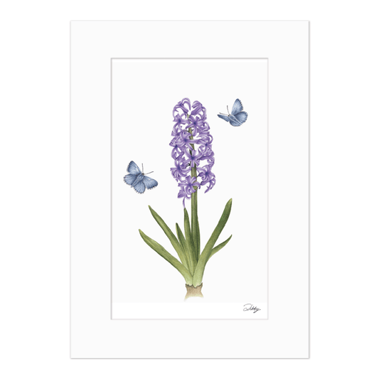 Hyacinth 'Splendid Cornelia' Print