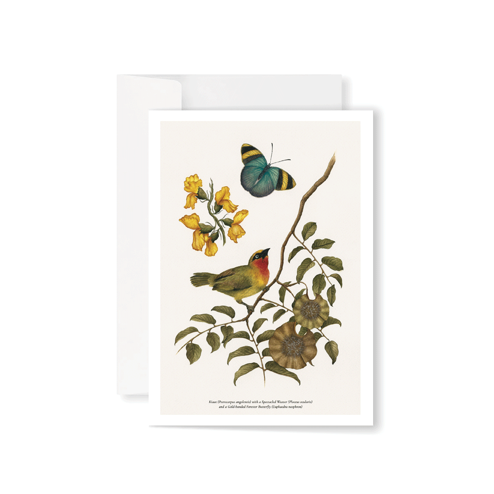 Kiaat Study Greeting Card
