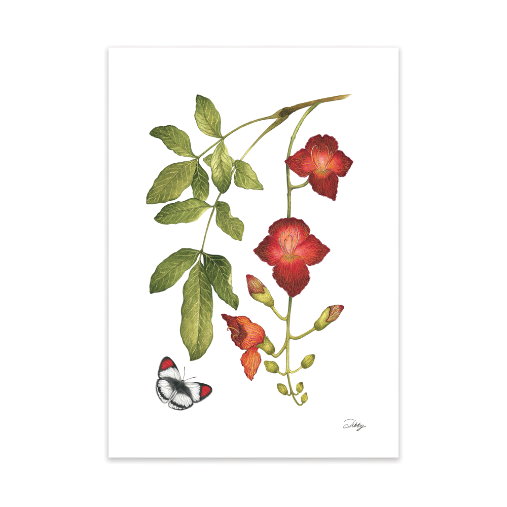 Kigelia Africana with Scarlet Tip butterfly Print