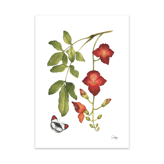 Kigelia Africana with Scarlet Tip butterfly Print
